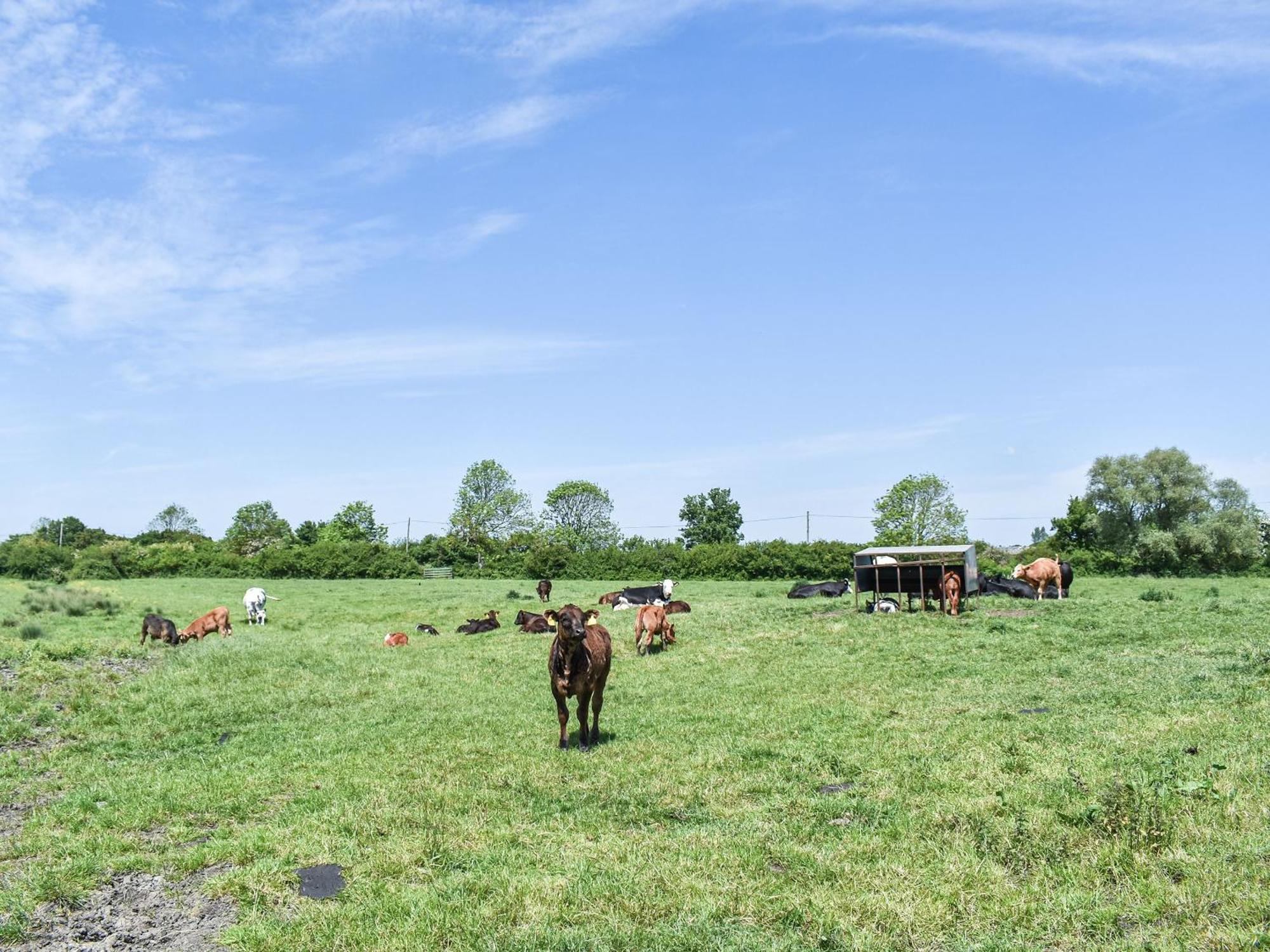 Green Acre Farm Ely Eksteriør billede